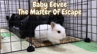 Lionhead Baby Rabbit Eevee, The Master Of Escape