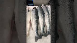 Salmon fish , salmon fillet / Fish market #fishing #uae