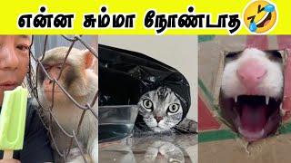 கண்களை கவரும் Super பூனை | எதிர்பாக்காத Twist | Hoomans