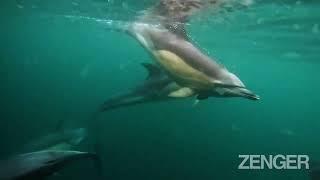 Pod of common dolphins caught "chatting" by a wildlife photographer