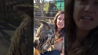 Cool facts about Eagle Owls