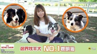 【Royal Canin特約 香港冠軍貓狗巡禮】邊界牧羊犬  No.1聰明狗