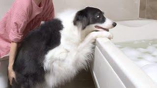 When the Smart Border Collie Realizes It’s Bath Time