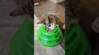 Когда уже не влазишь вдвоём #bengalcat