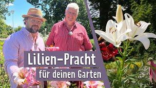 Lilien: Die edle Blume einpflanzen, pflegen und selbst vermehren | MDR Garten