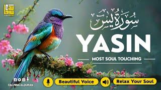 Surah Yasin (Yaseen) سورة يس  Beautiful voice heart touching  Majestic Quran For Sleep  Alaa Aqel