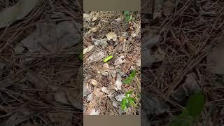 Start of Memorial Day Weekend May 2025 Camping out back