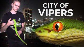 PIT VIPERS ARE EVERYWHERE IN BANGKOK!