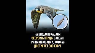 Удар сапсана бывает настолько сильным, что у жертвы может отлететь голова или распороться туловище