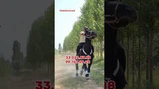 ОТ СОТИЛАДИ #ot_narxlari #horse #otbozori