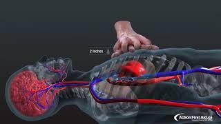 Slava Bobrov   How to pump blood to the brain  Life saving technique  #biology