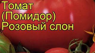 Томат обыкновенный Розовый слон. Краткий обзор, описание характеристик, где купить саженцы, семена