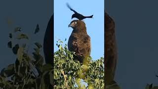 golden Eagle  vs nonu #short #eagle z
