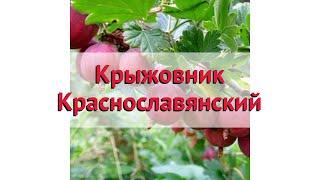 Крыжовник обыкновенный Краснославянский  Обзор: посадка и уход. крупномеры: описание и особенности