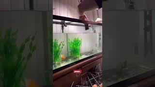 It’s okay to have a “dirty” tank!