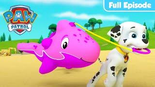 Pups Save a Dolphin Pup | PAW Patrol Full Episode | Cartoons for Kids