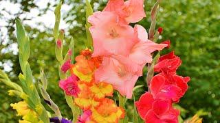 How to plant gladioli in the spring so that they do not fall