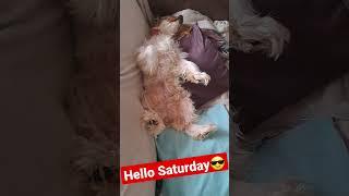 Good morning world #cockerspaniel #cutedogs #dogsleeping #dogonback #whitedogs #englishcocker #dogs