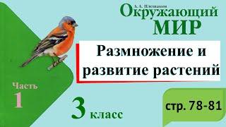 Размножение и развитие растений. Окружающий мир. 3 класс, 1 часть. Учебник А. Плешаков стр. 78-81