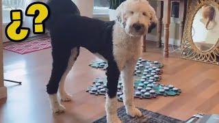 EL PERRO QUE HABLA DE TIKTOK - ¿Real o truco?