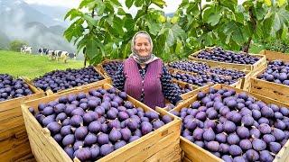 Harvesting Fresh Figs from the Garden and Making Lots of Fig Jam for Winter!