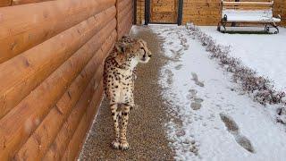 The first snow! How does a cheetah feel about snow?