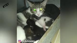 Assim era o dia a dia quando os gatinhos eram bebês 