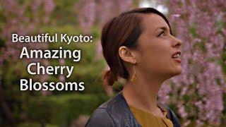 Beautiful Kyoto: Amazing Cherry Blossoms (Sakura 2015)