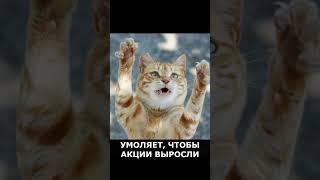 КОТЫ-ИНВЕСТОРЫ