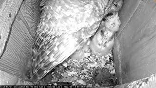 Precious Preening Session For Owlets After Female Returns To Nest Box – April 13