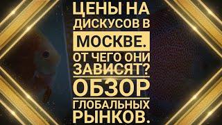 Цены на дискусов в Москве. Обзор глобальных рынков.