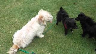 Hankel B Biter walking Oscar on the lead