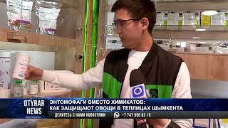 Энтомофаги вместо химикатов: как защищают овощи в теплицах Шымкента