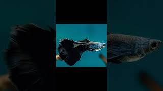 Full black guppy fish 