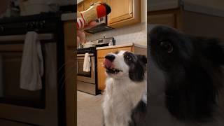 "Leave my chicken alone!" starring Zoey the Border Collie. #bordercollie