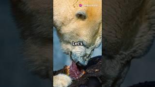 Top 5 Animals with the Strongest Bite Force! # animal kingdom# invideo. ai