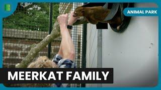 Meerkat Babies Steal the Show at the Park! - Animal Park - Documentary