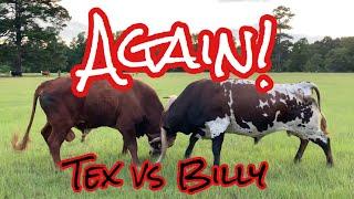 Tex vs Billy AGAIN (and Billy poops his pants!) #LonghornLester’s