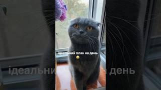 план кота #маман #прикол #кіт #мяу