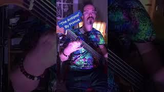Master Primus & Antipop Bass Riffs #bassists