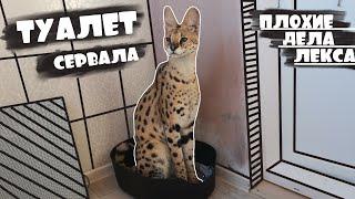 Where does a Serval LEXUS go to the toilet?