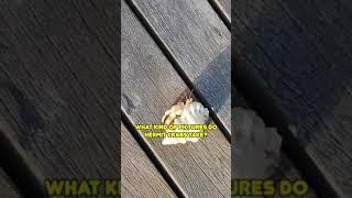 BAD DAD JOKE! (HERMIT CRAB)  | JKS | #shorts