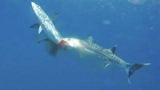 Barracuda — the Cheetah of the underwater World! A huge fish that even attacks people!