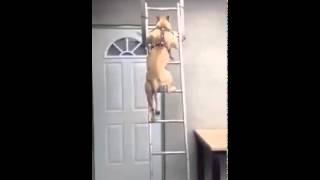 pit bull training