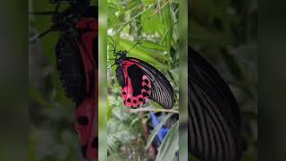 Rooftop Plants Collection  | Asotea Gardening Tips & Ideas! #trending #gardening #viralvideo