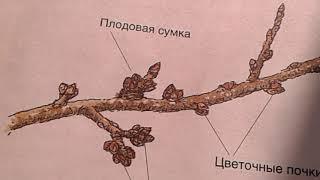 26.ОБРЕЗКА САДА.ТЕО РИЯ В ПРАКТИКУ.