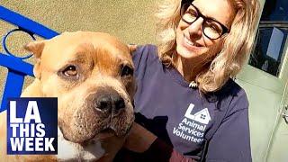 LA Animal Services Adoption Event