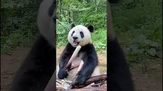 AmazingChina: Panda Eats Bamboo Snack