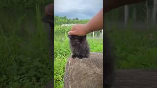How To Train Your Dragon - Head Touch Challenge