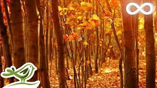 Fall Asleep Fast: Deep Relaxing Music, Sleep Music, Meditation Music, Sleeping Music 135